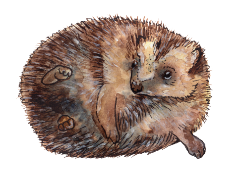 Open-Hedgehog-Illustration