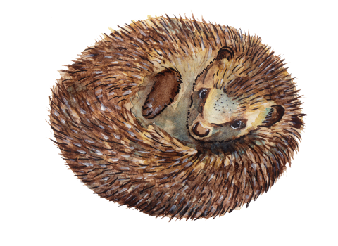 Opening-Hedgehog-Illustration