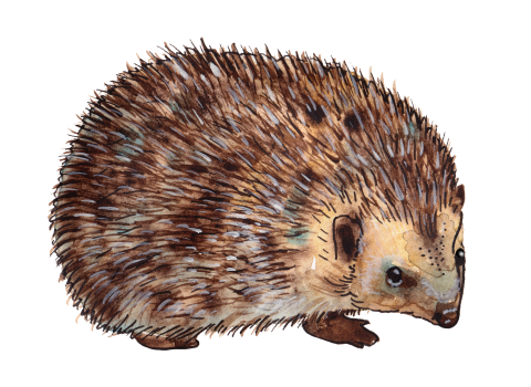 Standing-Hedgehog-Illustration