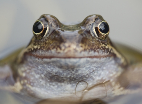 Common frog