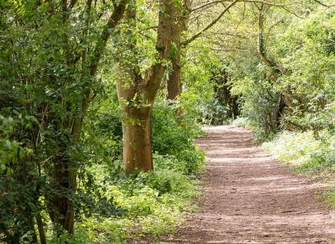 Path through Leam Valley reserve Sue Steward New Leaf Images 2017