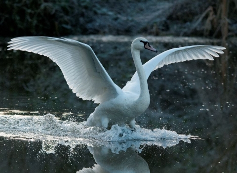 Swan in winter Credit Bertie Gregory 2020VISION