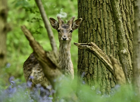 Deer Gavin Hill 