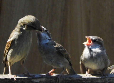 Sparrows feeding Michelle Hall