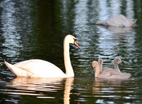 Swan and cygnets Wayne Cutts