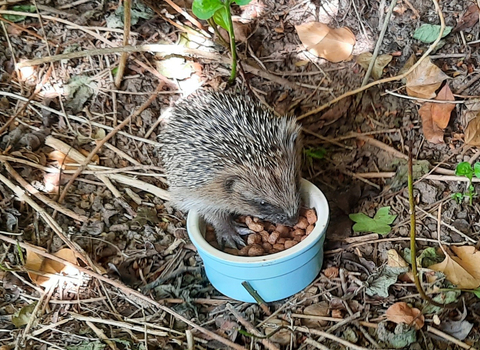 Young hedgehog in garden Lynda Prior