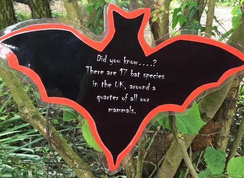 Cut out bat in woodland saying: "Did you know there are 17 bat species in the UK, around a quarter of all our mammals."