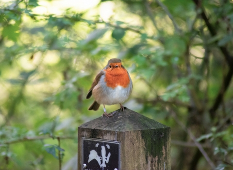 Robin on post