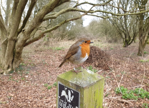 Robin at Brandon Marsh, credit Philippa Arnold