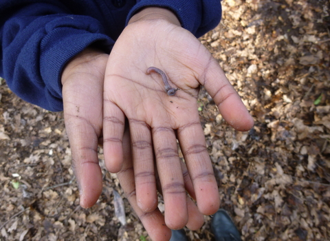 worm in child's hand