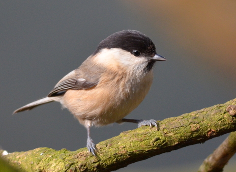 Willow Tit Credit Adam Jones