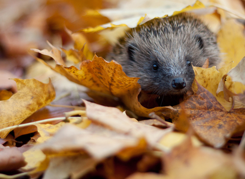 Hedgehog in autumn leaves, credit Tom Marshall