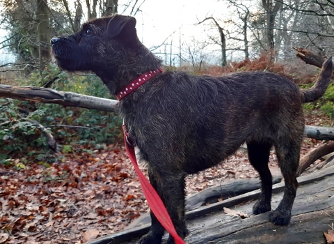 Dog enjoying Crackley Wood by Stuart Hands