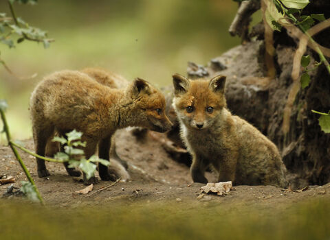 Fox cub family Jon Hawkins Surrey Hills Photography