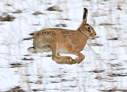 Hare in snow Jon Hawkins Surrey Hills Photography