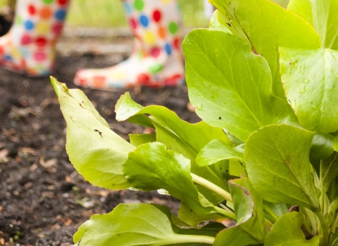 Plant in a garden with person in wellies, credit Katrina Martin/2020VISION