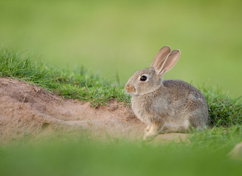 Rabbit credit Tom Marshall