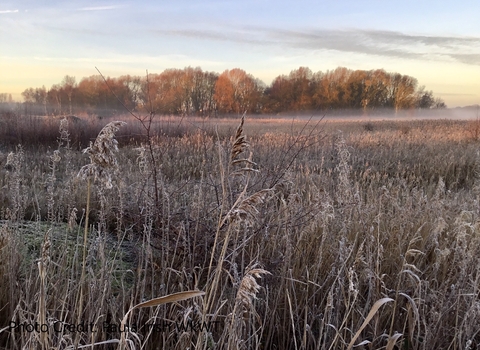 Brandon Marsh frosty morning