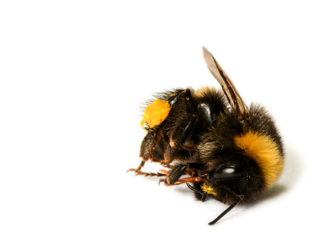 Dead bee Credit Wildlife Trusts