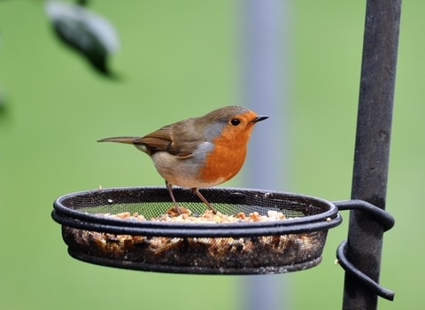 Robin on feeder 