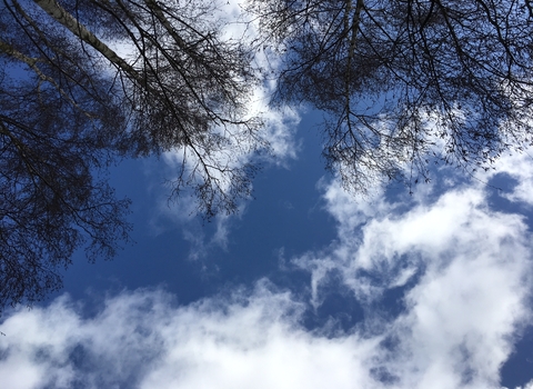 Looking past trees towards the sky and clouds