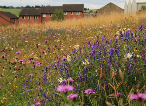 Wildflower Meadow 