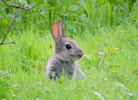 Baby rabbit credit Esther Lewis