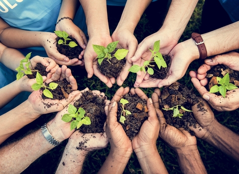 Several people holding saplings in soil