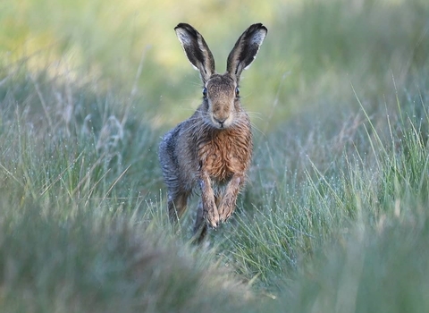 Hare