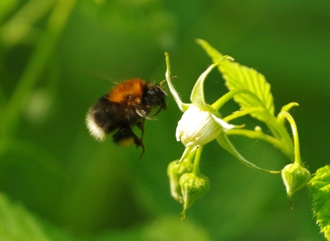 Bumblebee & Wild Raspberry 