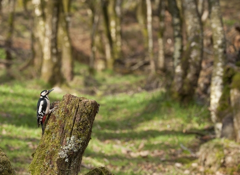 Great spotted woodpecker