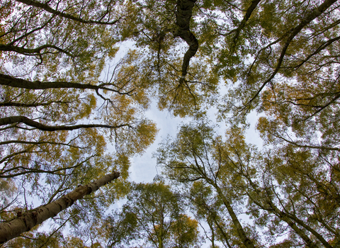 Tree canopy