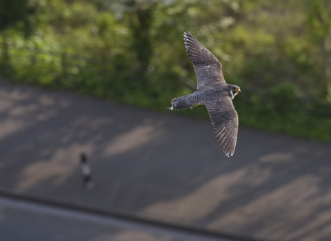 Peregrine falcon flying over pavement, the Wildlife Trusts