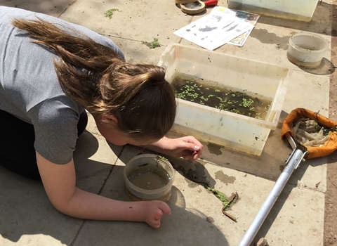 Pond dipping