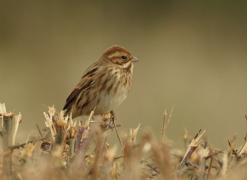 Reed Bunting