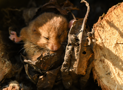 Dormouse asleep in leaves