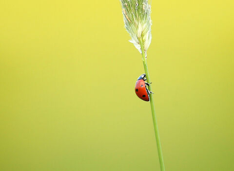 ladybird