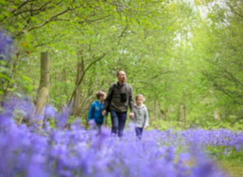 Bluebell Woods