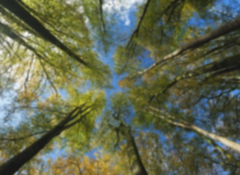 Woodland canopy