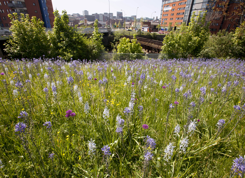 Urban wildflowers