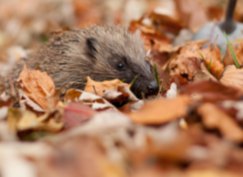 Hedgehog