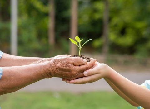 Passing a seedling to a younger person