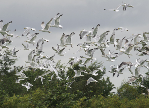 Gull flock