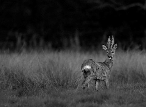 Black and white image shows a frightened turning its head backwards