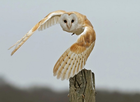 Barn owl takes flight