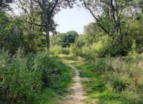 Bubbenhall Wood