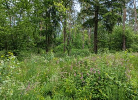 Wildflower edges