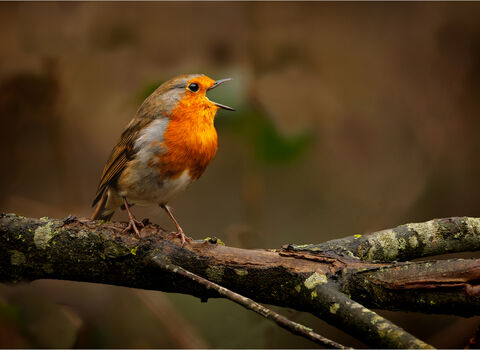 Robin singing