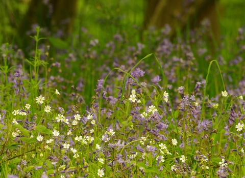 Stitchwort and bluebells in Hampton Wood 