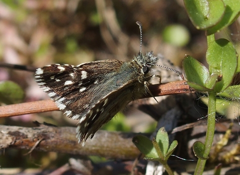 Grizzled Skipper 
